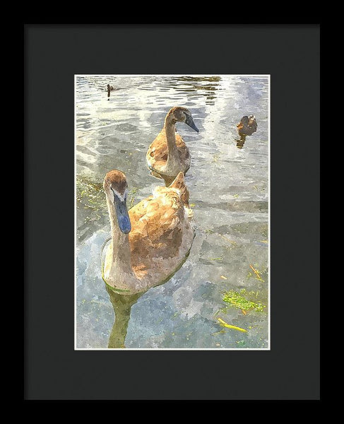 The Two Cygnets - Framed Print