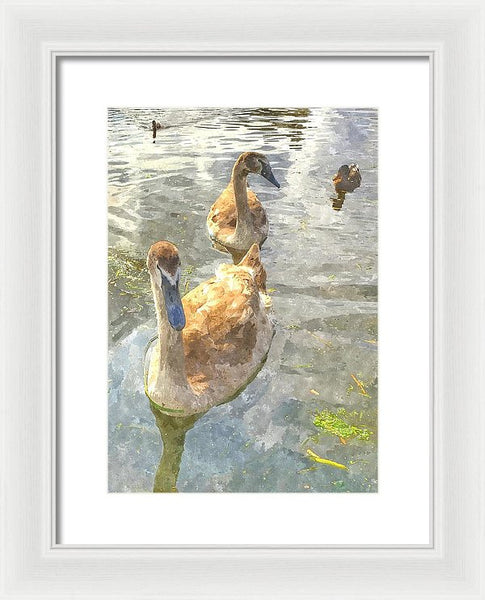 The Two Cygnets - Framed Print