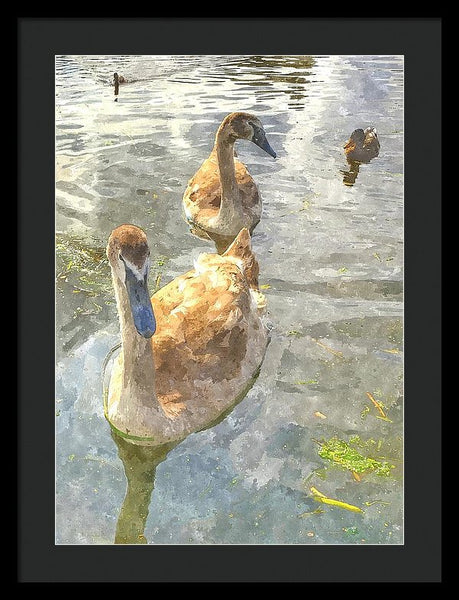 The Two Cygnets - Framed Print