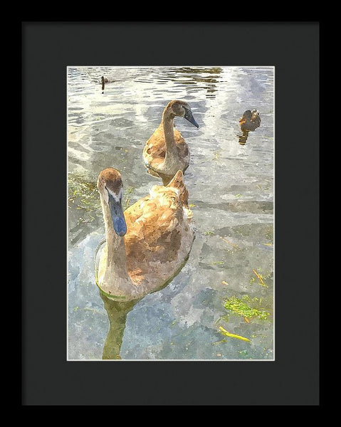 The Two Cygnets - Framed Print