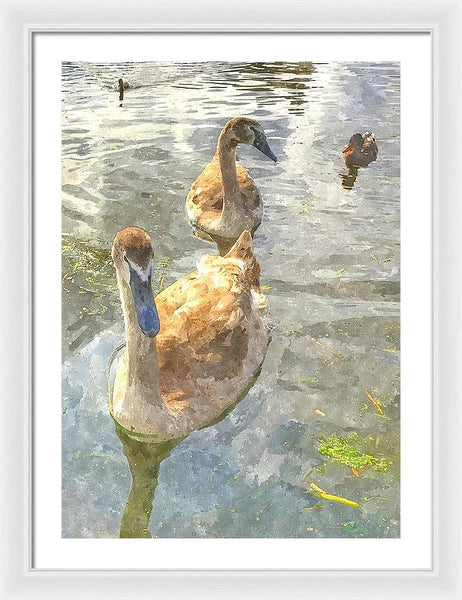 The Two Cygnets - Framed Print