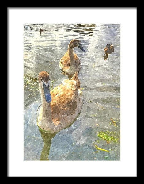 The Two Cygnets - Framed Print