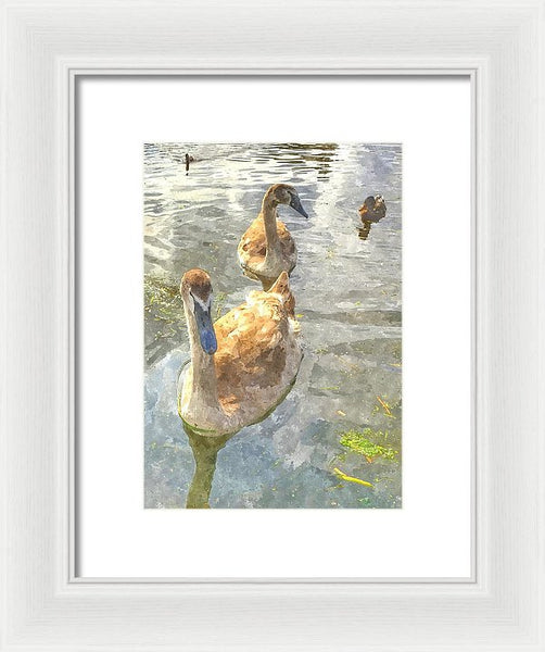 The Two Cygnets - Framed Print