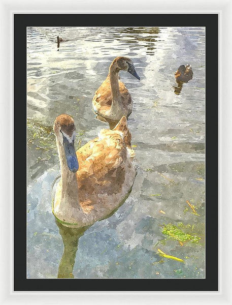 The Two Cygnets - Framed Print