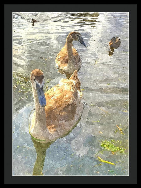 The Two Cygnets - Framed Print