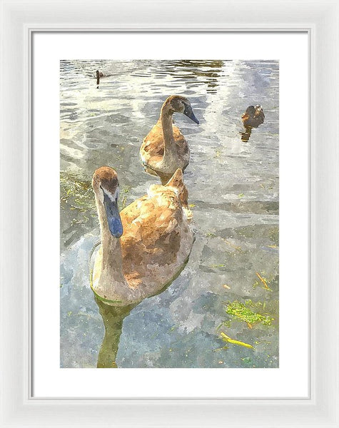 The Two Cygnets - Framed Print