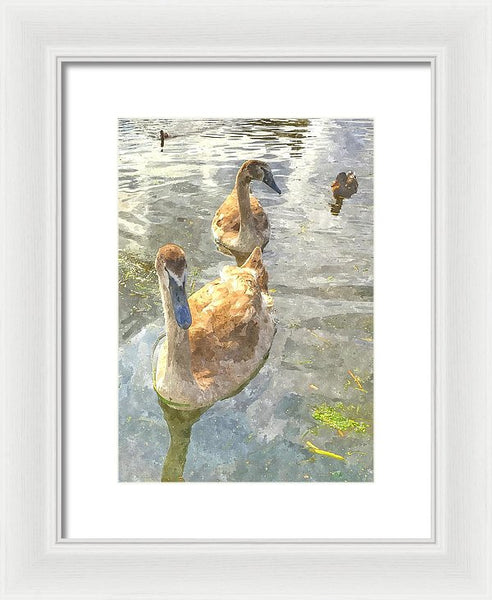 The Two Cygnets - Framed Print