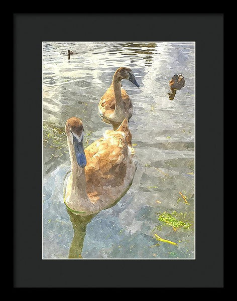 The Two Cygnets - Framed Print