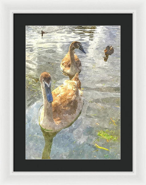 The Two Cygnets - Framed Print