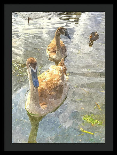 The Two Cygnets - Framed Print