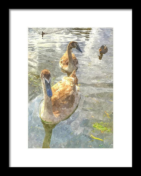 The Two Cygnets - Framed Print