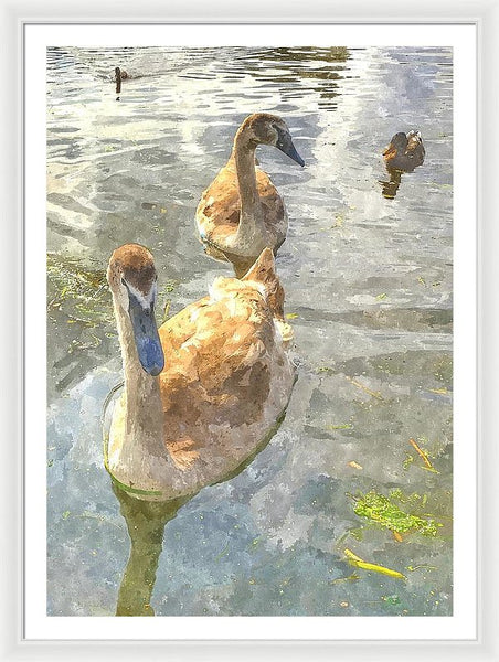 The Two Cygnets - Framed Print