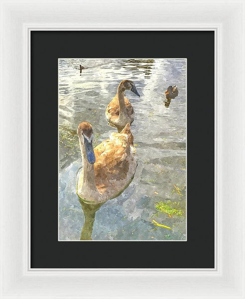 The Two Cygnets - Framed Print