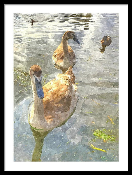 The Two Cygnets - Framed Print