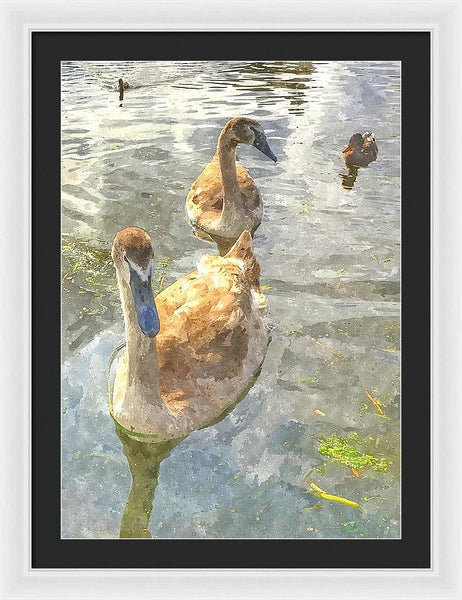 The Two Cygnets - Framed Print
