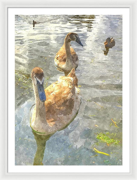 The Two Cygnets - Framed Print