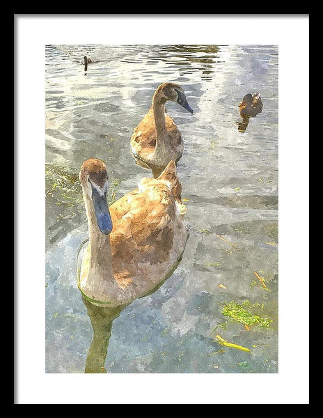 The Two Cygnets - Framed Print