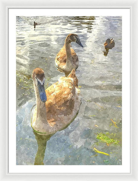 The Two Cygnets - Framed Print