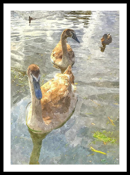 The Two Cygnets - Framed Print