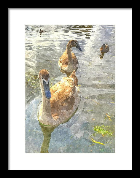 The Two Cygnets - Framed Print